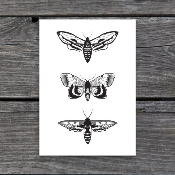 Moth in Triplicate